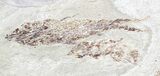 Bargain, Cretaceous Fossil Fish - Lebanon #53944-3